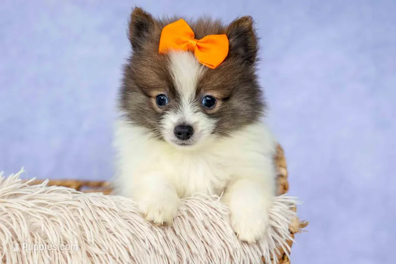 Easton🐾 – Pomeranian puppy for sale in Fresno, OH