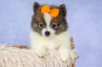 Easton🐾, a male Pomeranian for sale in Fresno, OH – 2 of 9