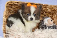 Easton🐾, a male Pomeranian for sale in Fresno, OH – 9 of 9