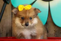 Farris, a male Pomeranian for sale in Fresno, OH – 8 of 10