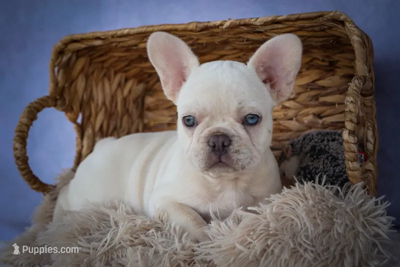 Tulip✨(two blue eyes) – French Bulldog puppy for sale in Fresno, OH