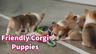  Conner🐶, a male Pembroke Welsh Corgi for sale in Fresno, OH – 8 of 8