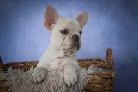 Tansy🎀(two blue eyes), a female French Bulldog for sale in Fresno, OH – 4 of 10
