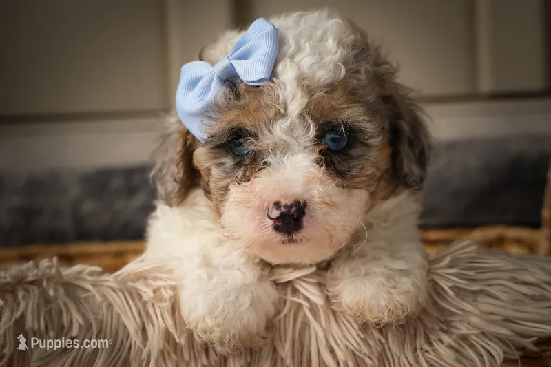 Juno 🐾 – Poodle - Miniature  puppy for sale in Fresno, OH