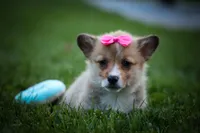 Shelby 💗, a female Pembroke Welsh Corgi for sale in Fresno, OH – 9 of 10