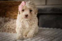  Jett 🦴, a male Poodle - Miniature  for sale in Fresno, OH – 8 of 10