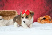 Arlo💙, a male Pembroke Welsh Corgi for sale in Fresno, OH – 5 of 9
