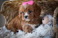 Katie🎀, a female Cavapoo for sale in Fresno, OH – 8 of 10