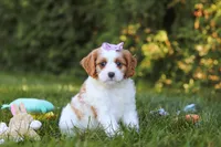 Ingrid 💖, a female Cavapoo for sale in Fresno, OH – 4 of 6