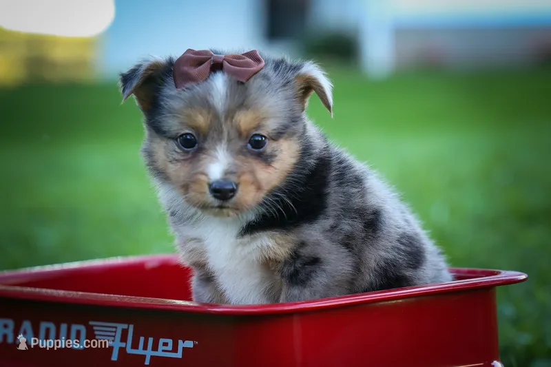 Garret✨ – Miniature Aussiedoodle puppy for sale in Fresno, OH