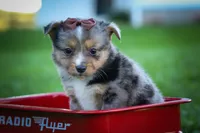Garret✨, a male Miniature Aussiedoodle for sale in Fresno, OH – 2 of 9