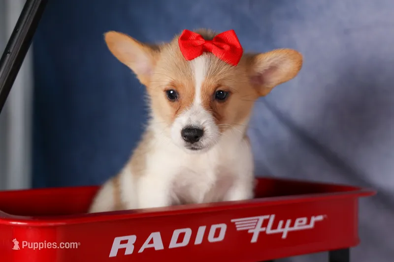  Conner🐶 – Pembroke Welsh Corgi puppy for sale in Fresno, OH