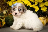 Juno 🐾, a male Poodle - Miniature  for sale in Fresno, OH – 3 of 10