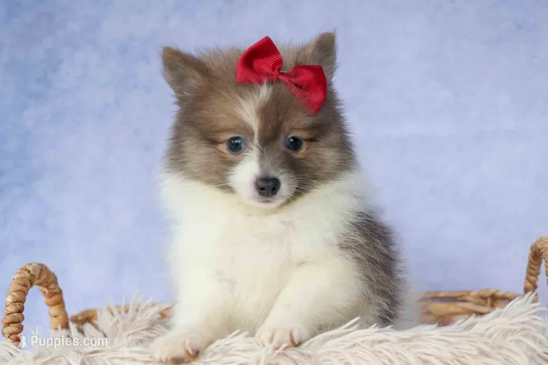 Everest🐾 – Pomeranian puppy for sale in Fresno, OH