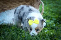 Gabby🎀, a female Miniature Aussiedoodle for sale in Fresno, OH – 4 of 10
