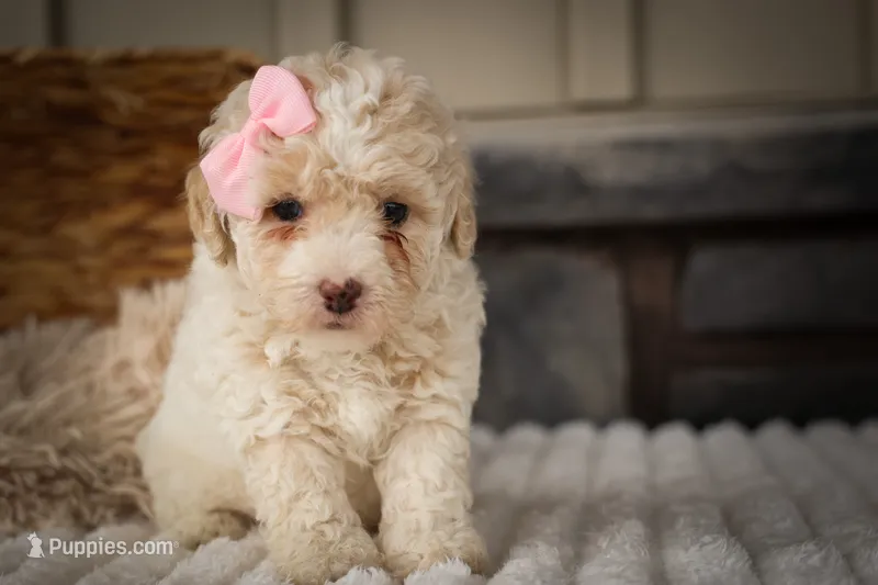  Jett 🦴 – Poodle - Miniature  puppy for sale in Fresno, OH