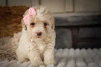  Jett 🦴, a male Poodle - Miniature  for sale in Fresno, OH – 1 of 10