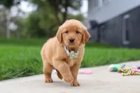 Ezekiel 🐶, a male Golden Retriever for sale in Fresno, OH – 4 of 8