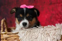 Annabelle🎀, a female Pembroke Welsh Corgi for sale in Fresno, OH – 8 of 9