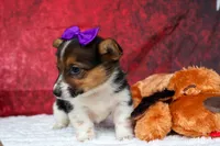 Abby💖, a female Pembroke Welsh Corgi for sale in Fresno, OH – 4 of 10