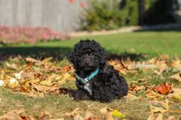 Ringo 🐶, a male Poodle - Miniature  for sale in Fresno, OH – 2 of 7