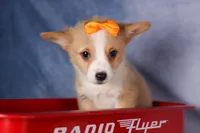  Carter🐶, a male Pembroke Welsh Corgi for sale in Fresno, OH – 2 of 9