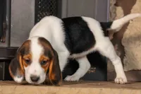 Dottie🎀, a male Beagle for sale in Fresno, OH – 3 of 10