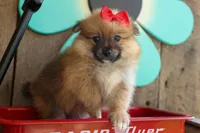 Fabio, a male Pomeranian for sale in Fresno, OH – 3 of 9