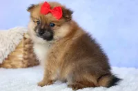 Fabio, a male Pomeranian for sale in Fresno, OH – 5 of 9