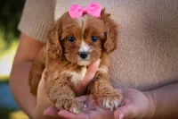 Katie🎀, a female Cavapoo for sale in Fresno, OH – 7 of 10