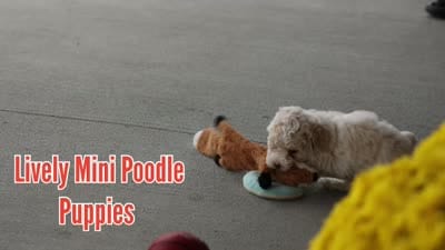 Jett 🦴, a male Poodle - Miniature  for sale in Fresno, OH – 10 of 10