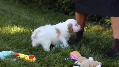 Iggy Bear🐶, a male Cavapoo for sale in Fresno, OH – 6 of 6