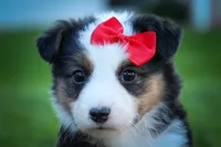 Goose🐶, a male Miniature Aussiedoodle for sale in Fresno, OH – 2 of 7