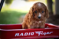 Kristina💗, a female Cavapoo for sale in Fresno, OH – 4 of 9