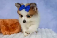 Evan🐶, a male Pomeranian for sale in Fresno, OH – 5 of 10