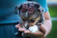 Garret✨, a male Miniature Aussiedoodle for sale in Fresno, OH – 4 of 9