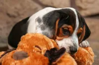 Dustin🐶, a male Beagle for sale in Fresno, OH – 9 of 9