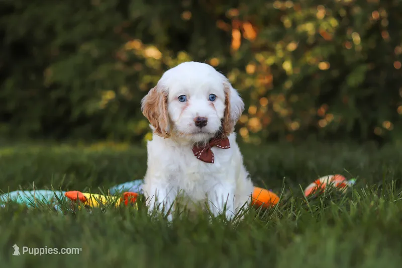  Irving 🐾  – Cavapoo puppy for sale in Fresno, OH