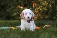  Irving 🐾 , a male Cavapoo for sale in Fresno, OH – 1 of 6