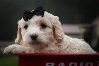 Houston🐶, a female Cavachon for sale in Fresno, OH – 6 of 10