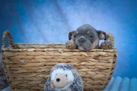 Pippa✨, a female Frenchton for sale in Fresno, OH – 7 of 10