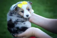 Gabby🎀, a female Miniature Aussiedoodle for sale in Fresno, OH – 9 of 10