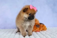 Freya, a female Pomeranian for sale in Fresno, OH – 3 of 10