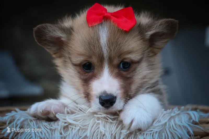 Scotty🐾 – Pembroke Welsh Corgi puppy for sale in Fresno, OH