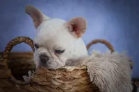 Tulip✨(two blue eyes), a female French Bulldog for sale in Fresno, OH – 9 of 9