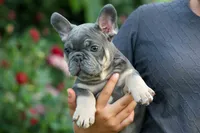  Mateo🐾🐶, a male French Bulldog for sale in Fresno, OH – 8 of 8