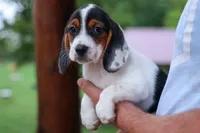 Dolly💗, a male Beagle for sale in Fresno, OH – 9 of 10