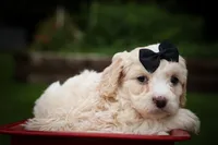 Houston🐶, a female Cavachon for sale in Fresno, OH – 8 of 10