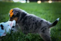 Gracie Lou🎀, a female Miniature Aussiedoodle for sale in Fresno, OH – 9 of 10
