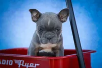 Poppy🎀, a female Frenchton for sale in Fresno, OH – 6 of 9